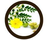 ગોક્ષુર